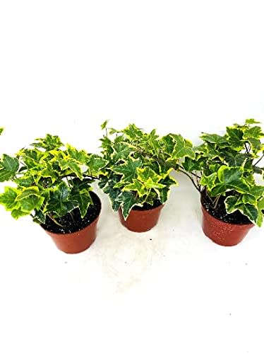 3pack Gold Child English Ivy 3