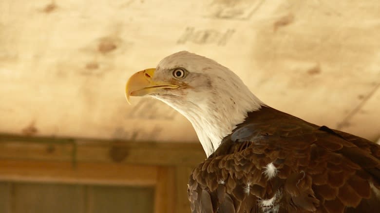 Injured bald eagle released back into wild going full circle for Mi'kmaq elder