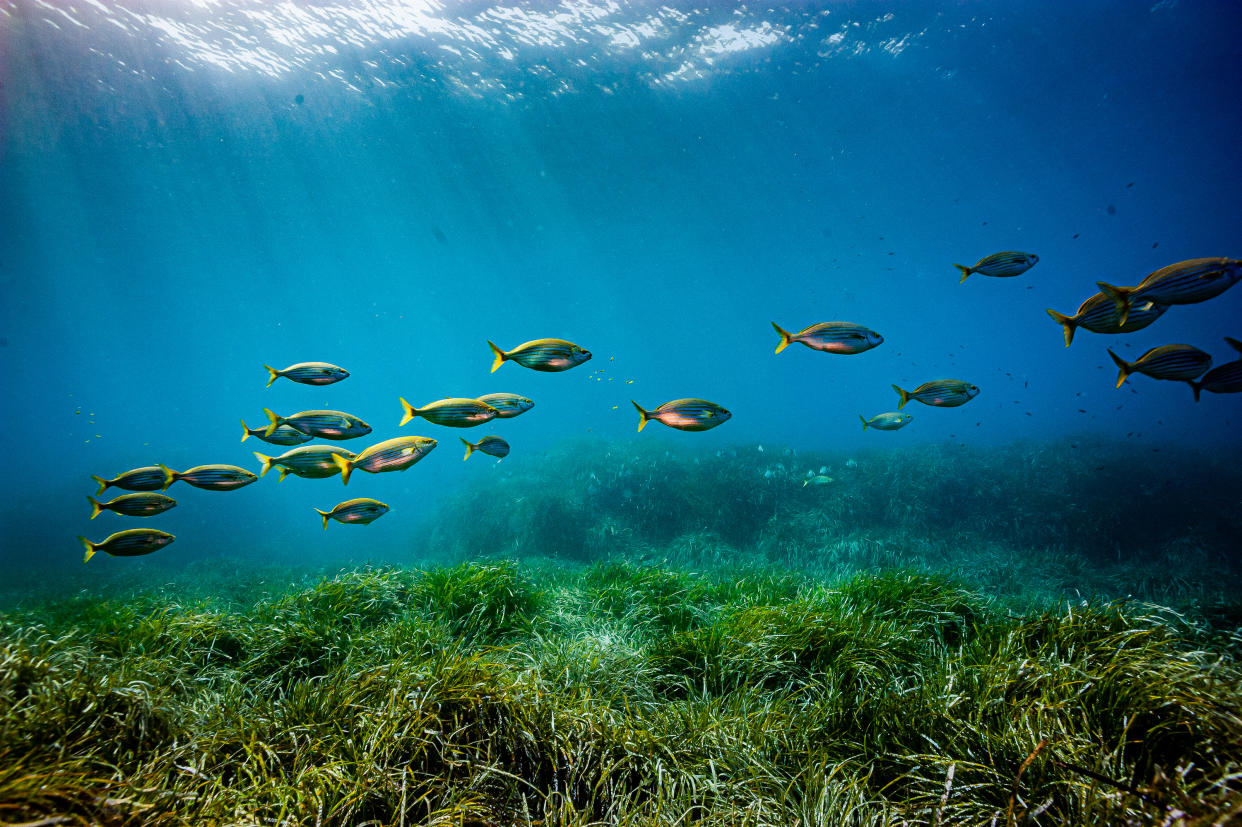  Fish swimming in the Mediterranean Sea. 