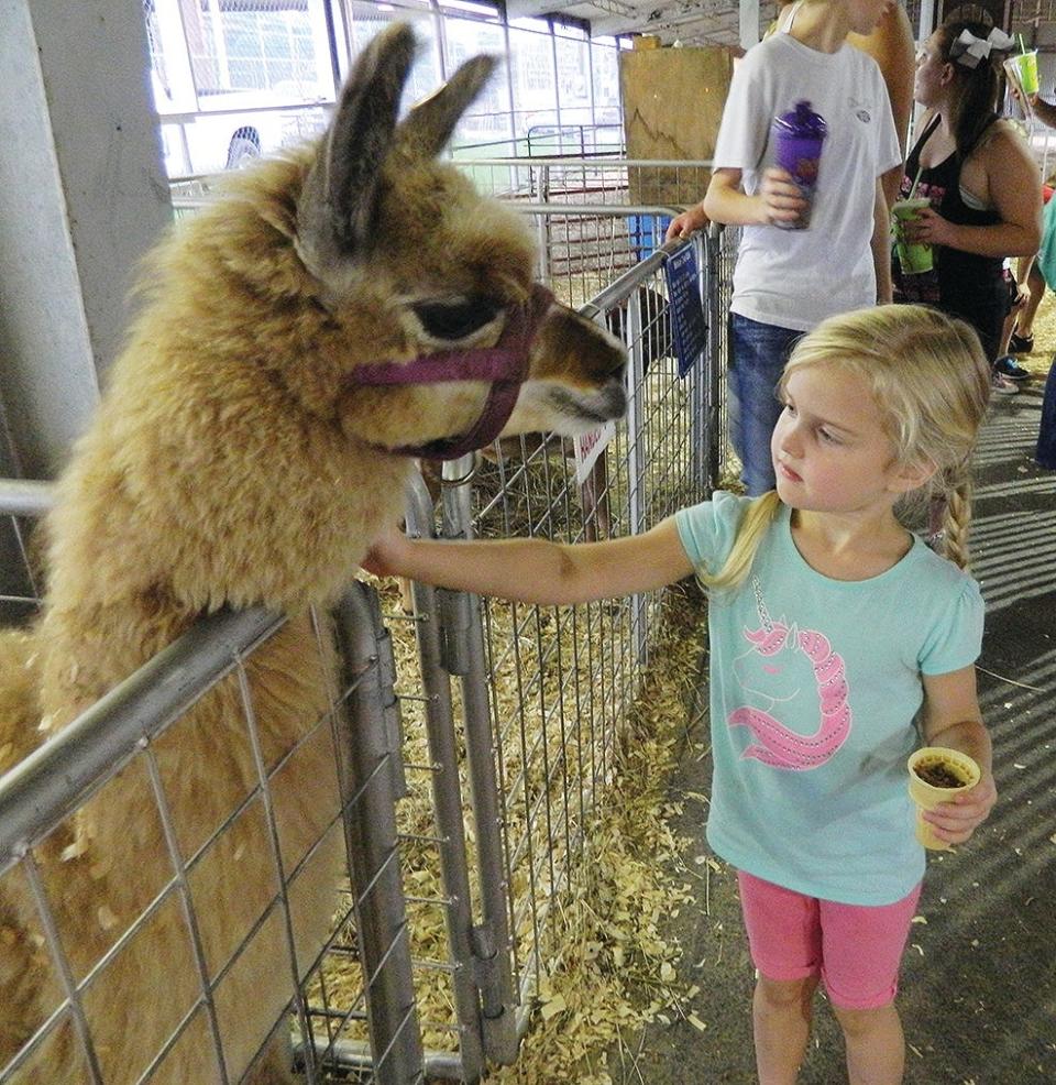 A girl feeds the animals from a past Anderson County Fair.