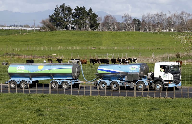 FILE PHOTO: File picture of a Fonterra milk tanker driving past dairy cows as it arrives at Fonterra's Te Rapa plant near Hamilton, New Zealand