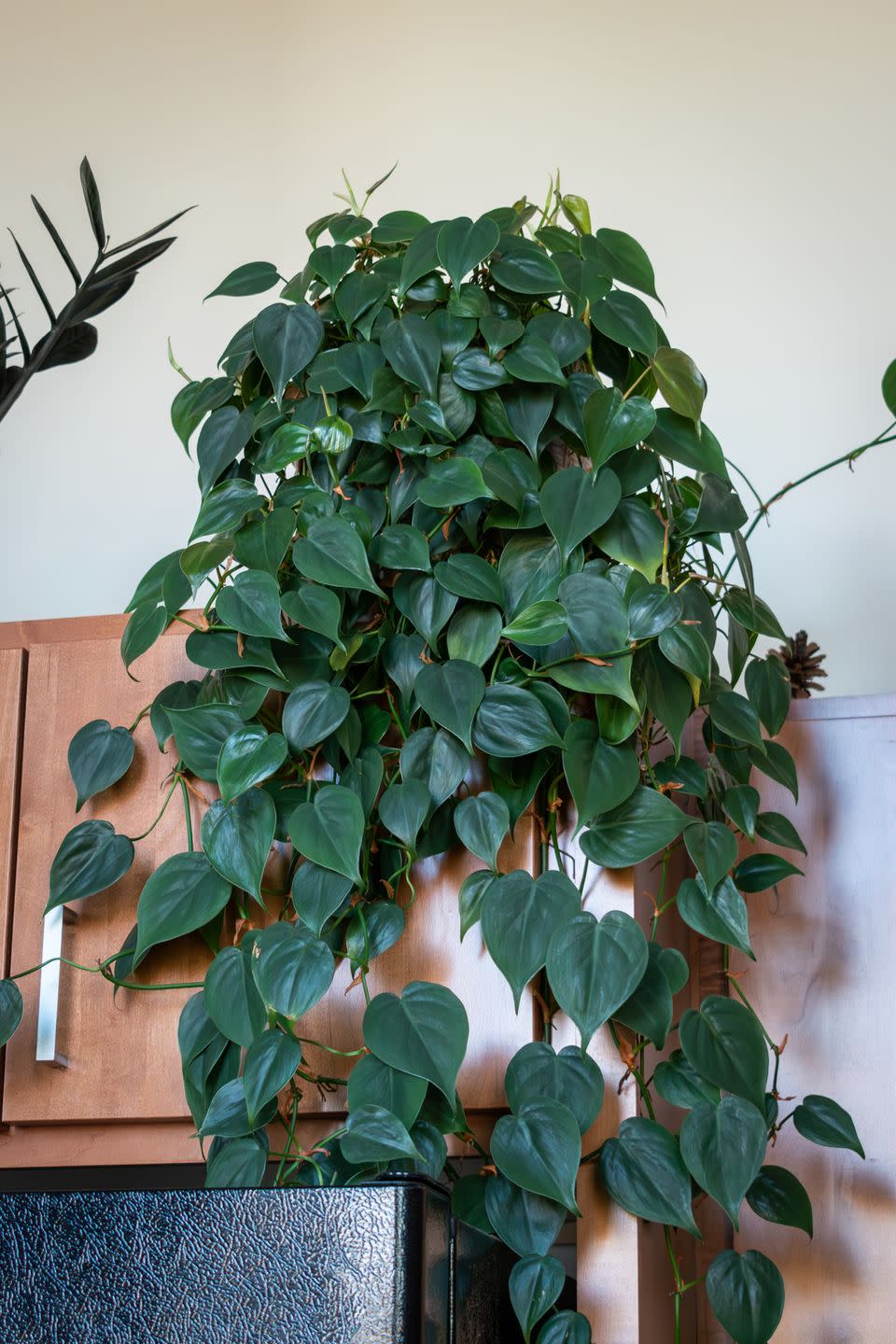 best indoor and outdoor hanging plants heart leaf philodendron