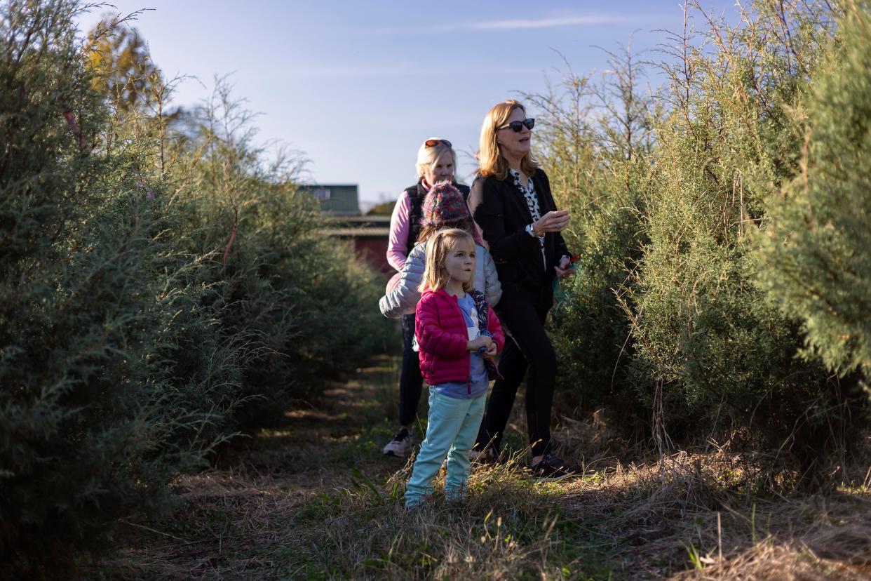 Margaret Heery, 4, center, keeps her eye out for the perfect Christmas tree, along with sister Millie Heery, 7, grandmother Ginger Heery and family friend Amy Cowsert, at Jack's Creek Farms on Monday, Nov. 22, 2021 in Bishop.
