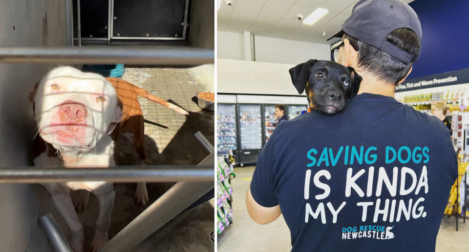 Left, a dog can be seen behind bars in a kennel looking sad. Right, Jesse is facing away from the camera with 'Saving dogs is kinda my thing' on his t-shirt with a dog resting on his shoulder.