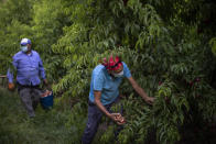 Bulgarian migrants harvest flat nectarines, most of them destined for the German market, in Fraga, Spain, Thursday, July 2, 2020. Authorities in northeast Spain have ordered the lockdown of a county around the city of Lleida due to worrying outbreaks of the COVID-19 virus. Catalan regional authorities announced Saturday, July 4, 2020 that as of noon local time movement will be restricted to and from the county of El Segriá around Lleida which is home to over 200,000 people. Residents will have until 4 p.m. to enter the area. The new outbreaks are linked to agricultural workers in the rural area. (AP Photo/Emilio Morenatti)