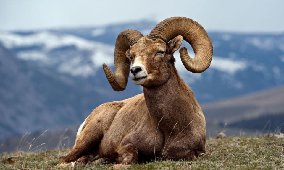 Ram with big horns and mountains in the background