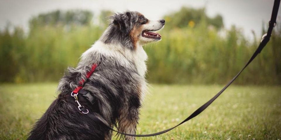 An Australian Shepherd dog is wearing a red and black Blue-9 Balance Harness while sitting in a field.