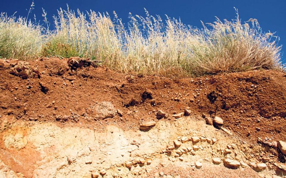 A natural soil profile shows how shallow the fertile zone can be - Alamy