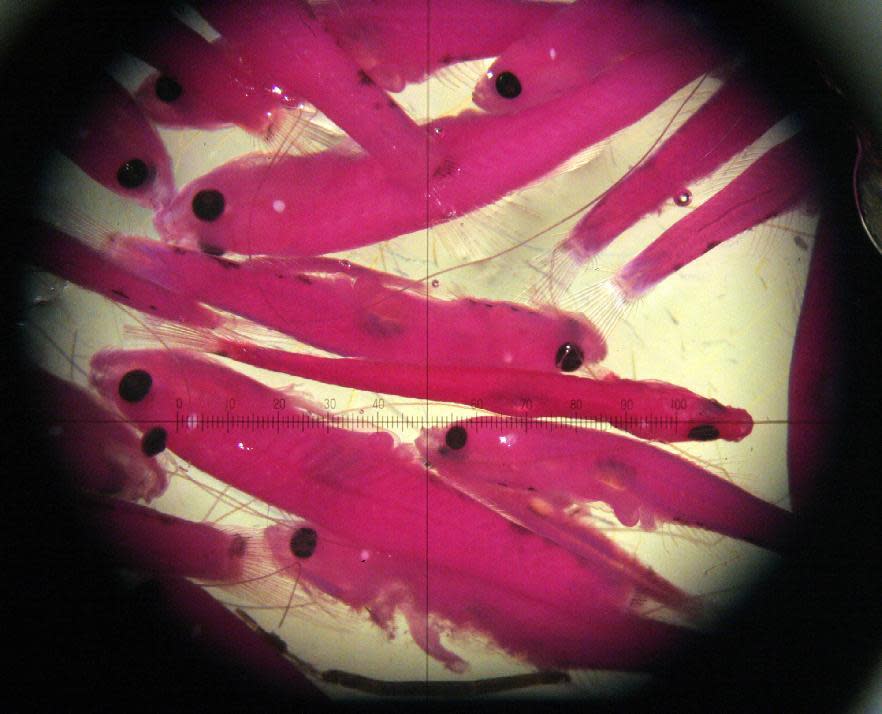 FILE - In this July 25, 2005, file photo, tiny fish, including delta smelt, caught in the Sacramento-San Joaquin River Delta, are seen through a microscope at a California Department of Fish and Game laboratory in Stockton, Calif. In control of Congress and soon the White House, Republicans are readying plans to roll back the influence of the Endangered Species Act, one of the government's most powerful conservation tools, after decades of complaints that it hinders drilling, logging and other activities. (AP Photo/Rich Pedroncelli, File)
