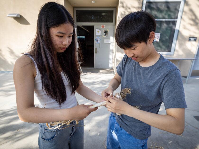 Two youngsters tie together onions for drying.