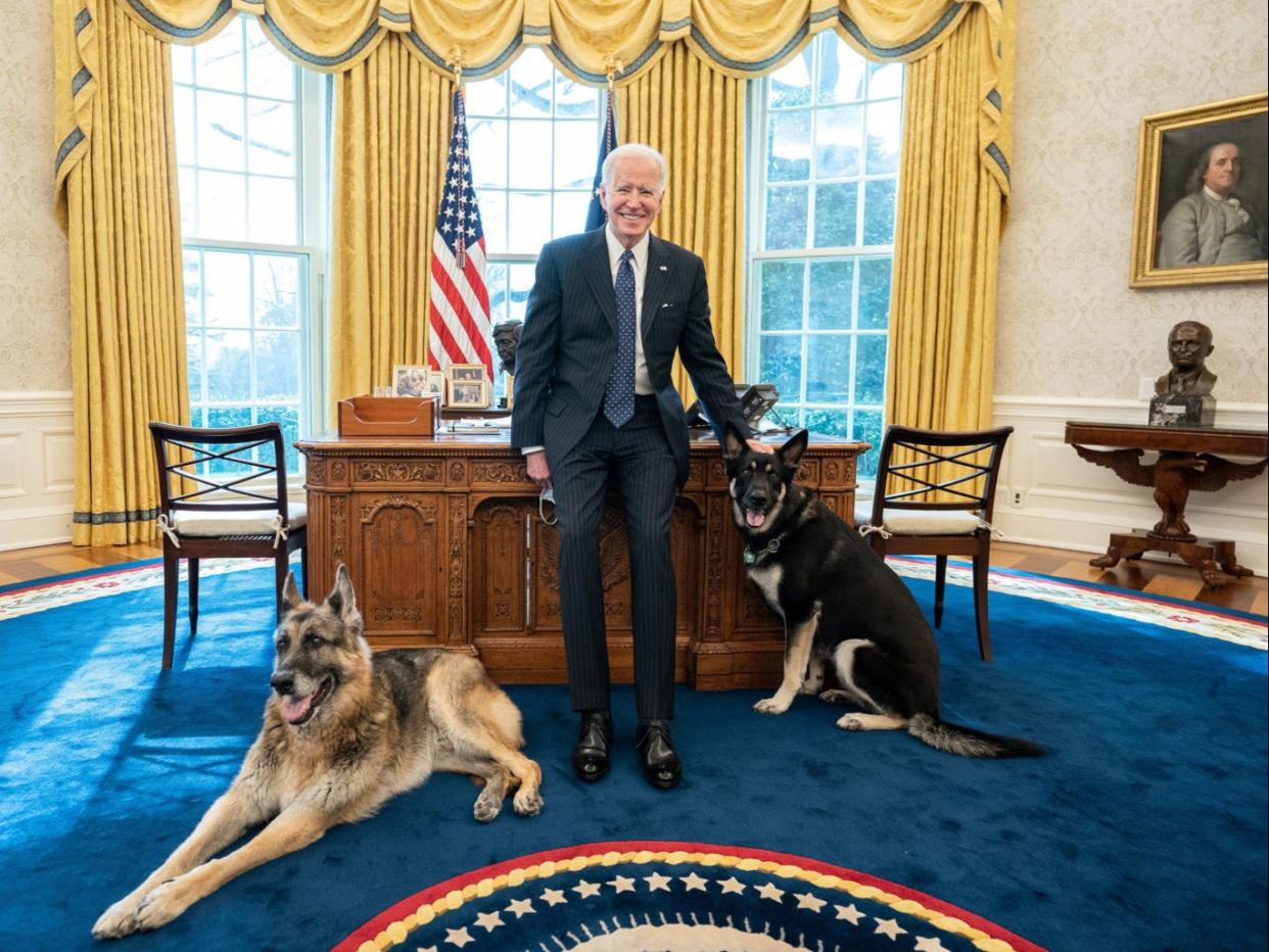 <p>President Joe Biden poses with the Biden family dogs Champ and Major Tuesday 9 February 2021, in the Oval Office of the White House</p> ((Official White House Photo by Adam Schultz))