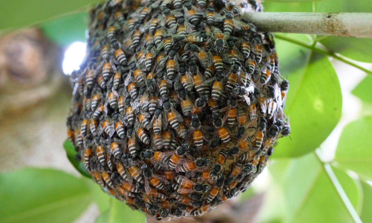 <span>Previous reports show the red dwarf honeybee has slowly expanded its territory from Asia to the Middle East and north-east Africa.</span><span>Photograph: Anant Kasetsinsombut/Alamy</span>