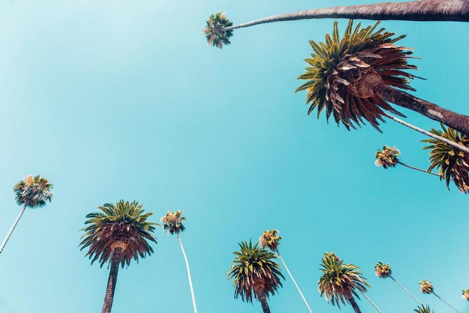 Palm trees in Southern California