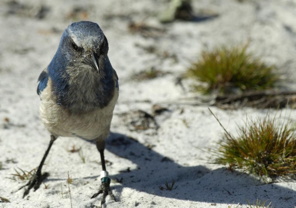 Brevard Zoo has pioneered the process of moving Florida scrub jays from endangered habitats to new lands where they can flourish. This February 2008 photo shows a scrub Jay living in a restored habitat in Grant-Valkaria.