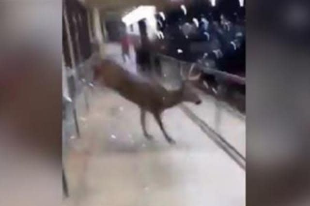 Deer makes dramatic exit after getting trapped in shop