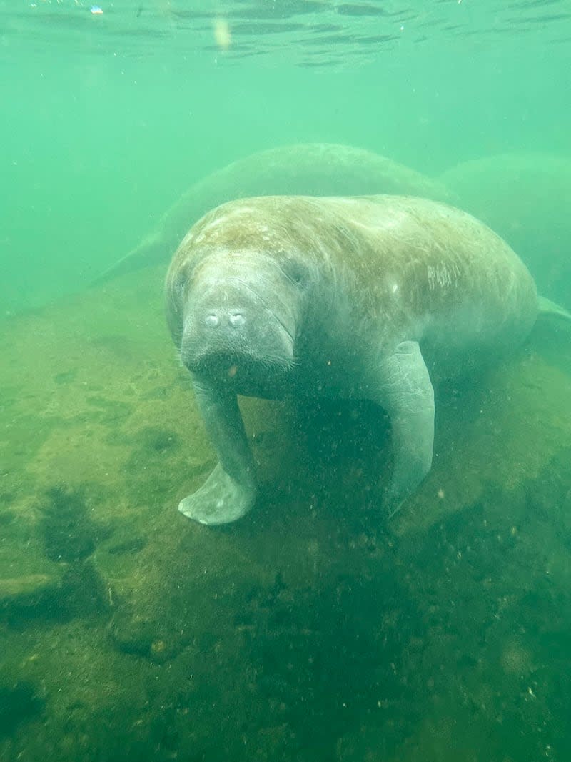 Florida manatees