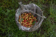 Cherries plucked by Kashmiri farmers are seen inside a wicker basket inside an orchard in Waliwar village, north east of Srinagar, Indian controlled Kashmir, Wednesday, June 16, 2021. Cherry farmers in Kashmir who were not able get most of their produce to the markets last year because of the COVID-19 pandemic are hoping for good returns this year. (AP Photo/ Dar Yasin)