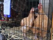 <p>Chicken rescued from the fire are safe in the Oroville shelter, south of Paradise, Calif., on Nov. 16, 2018. (Photo: Javier Tovar/AFP/Getty Images) </p>