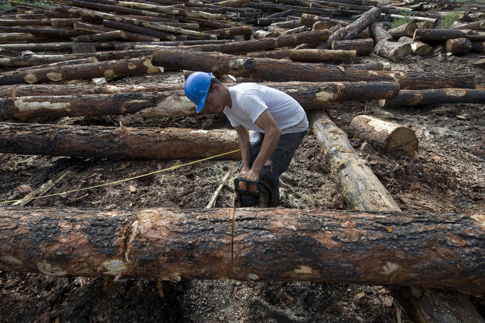 FILE - In this Aug. 25, 2009, file photo, Bo Burns cuts logs at K&B Timberworks Inc. in Reserve, N.M. A federal judge has halted tree-cutting activities on all five national forests in New Mexico and one in Arizona until federal agencies can get a better handle on how to monitor the population of the threatened Mexican spotted owl. The order issued earlier Sept. 2019, out of the U.S. District Court in Tucson covers 18,750 square miles. The cutting of Christmas trees across several national forests in the Southwest will be allowed under an order issued by a U.S. district judge in the fight over a threatened owl. That includes a tree from the Carson National Forest that will be felled and displayed outside the U.S. Capitol. (AP Photo/Chris Carlson, File)