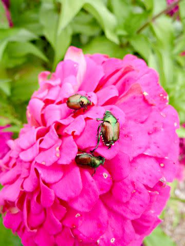Denny Schrock Japanese beetles often show up in large groups.