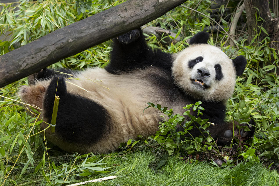 This photo provided by the San Diego Zoo Wildlife Alliance shows a giant panda Xin Bao (pronounced "sing bao"), a nearly four-year-old female, Wednesday, July 3, 2024, in San Diego. Two giant pandas sent from China to the San Diego Zoo last month are acclimating to their new home. The pandas, Yun Chuan and Xin Bao, are not on public display yet but the San Diego Zoo Wildlife Alliance on Tuesday, July 9, 2024, released the first photos of the pair settling into their habitat. (Ken Bohn/San Diego Zoo Wildlife Alliance via AP)