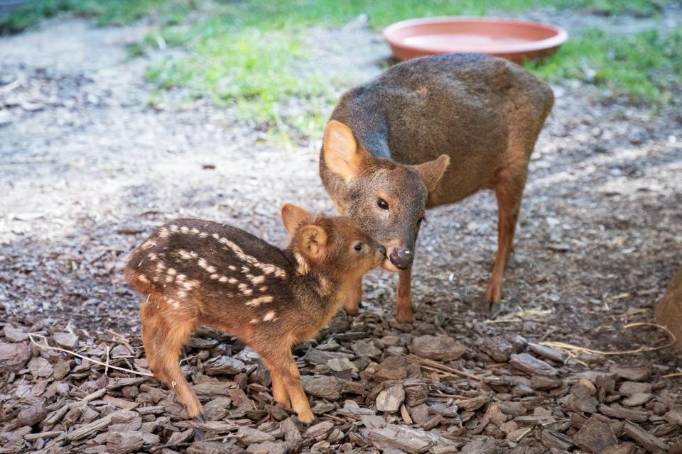 Clover, a Southern pudu brought to the Brandywine Zoo as part of an AZA Species Survival Plan, gave birth to a male baby pudu on July 12, 2023.