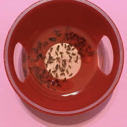 A four-pack of fruit fly traps