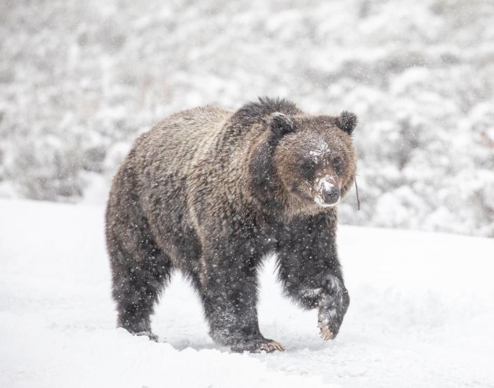 A grizzly bear walks through the snow at Swan Lake Flat at Yellowstone National Park in Wyoming in 2021. Jim Peaco/National Park Service