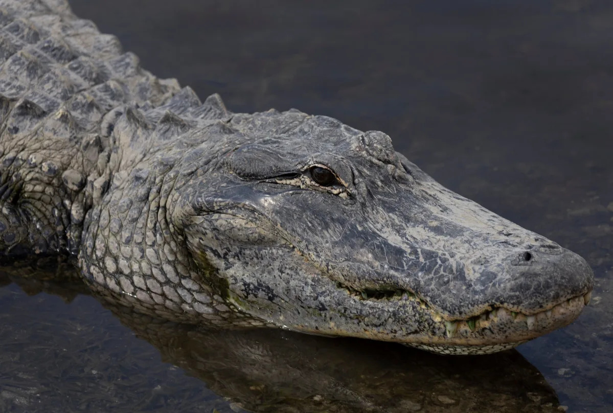 A South Carolina woman died in an alligator attack: How rare is that? What to do..