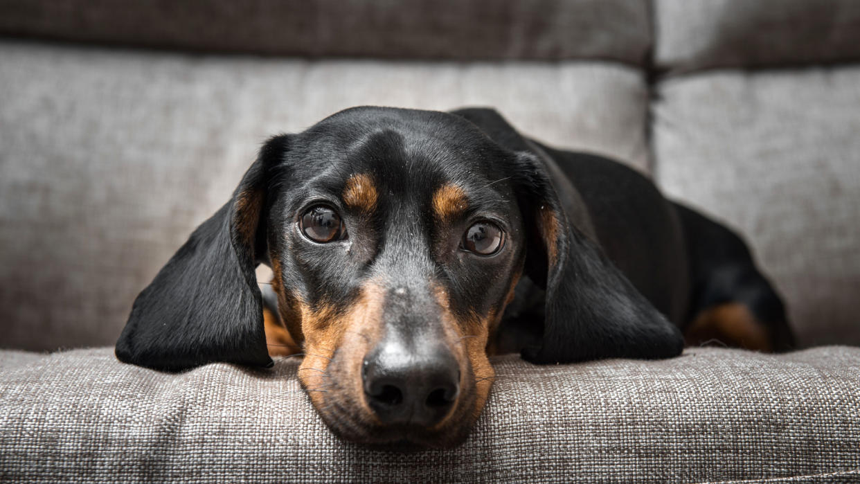  Dog lying on the sofa 