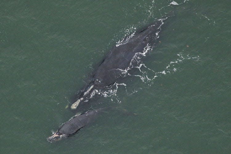 North Atlantic right whale No. 1950 and her calf off St. Simons Sound, Georgia. Photo taken by the Clearwater Marine Aquarium Research Institute, under NOAA permit No. 26919, in a survey funded by NOAA Fisheries and the Georgia Department of Natural Resources.