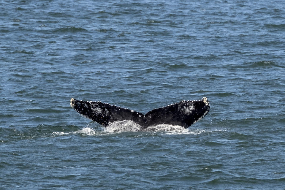 An adolescent Humpback whale designated "Whale 0140," identified through patterns on the whale's fluke, is seen from the vessel American Princess during a cruise offered by Gotham Whale, as the cetacean is spotted off the northern New Jersey coast line Wednesday, Sept. 23, 2020. There are numerous theories about why whales are suddenly flocking to the city, but one of the most widely held is that the menhaden population has grown around New York and New Jersey. Menhaden are small, schooling fish that humpbacks relish. (AP Photo/Craig Ruttle)