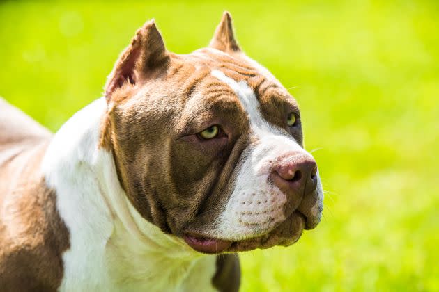 The American Bully Standards: Presented by Bully Max™ - Bully Max