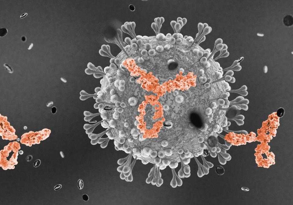 Plasma cell producing antibodies, attacking coronavirus.