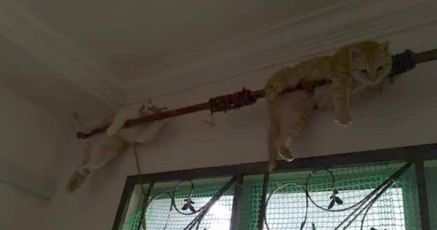 面對突如其來的洪水，貓咪爬到窗簾桿子上避難。（圖／翻攝自推特）