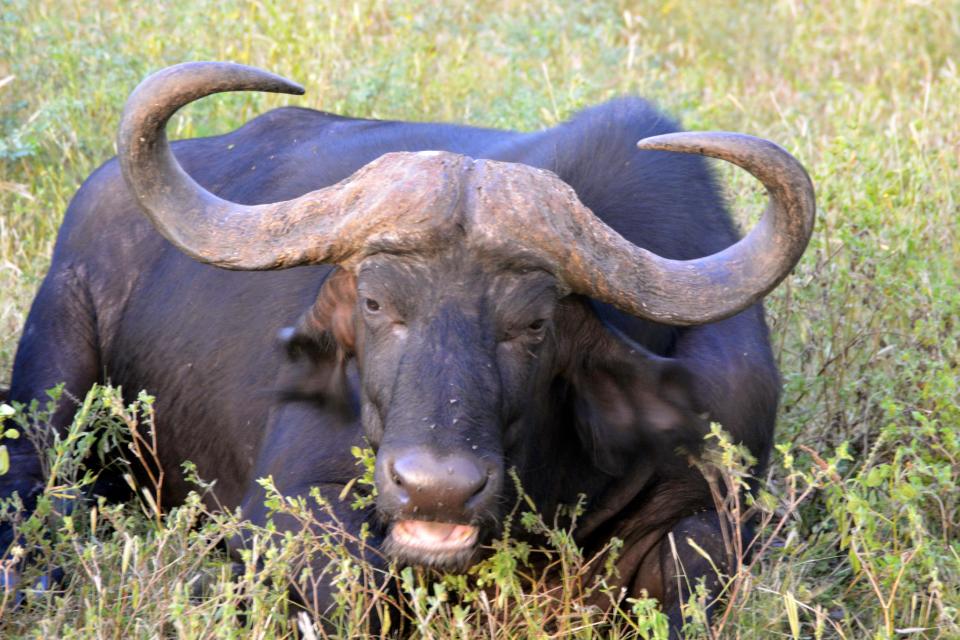 This March 4, 2013 photo shows a water buffalo in the Chobe National Park in Botswana. Safaris in this rich game-viewing destination offer up-close views of many animals, including lions, elephants and hippos. (AP Photo/Charmaine Noronha)