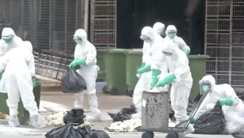 Authorities in China pictured dealing with a previous outbreak of bird flu.  Source: Reuters, file.