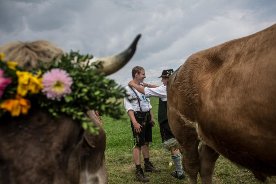 Muensing Oxen Race In Bavaria