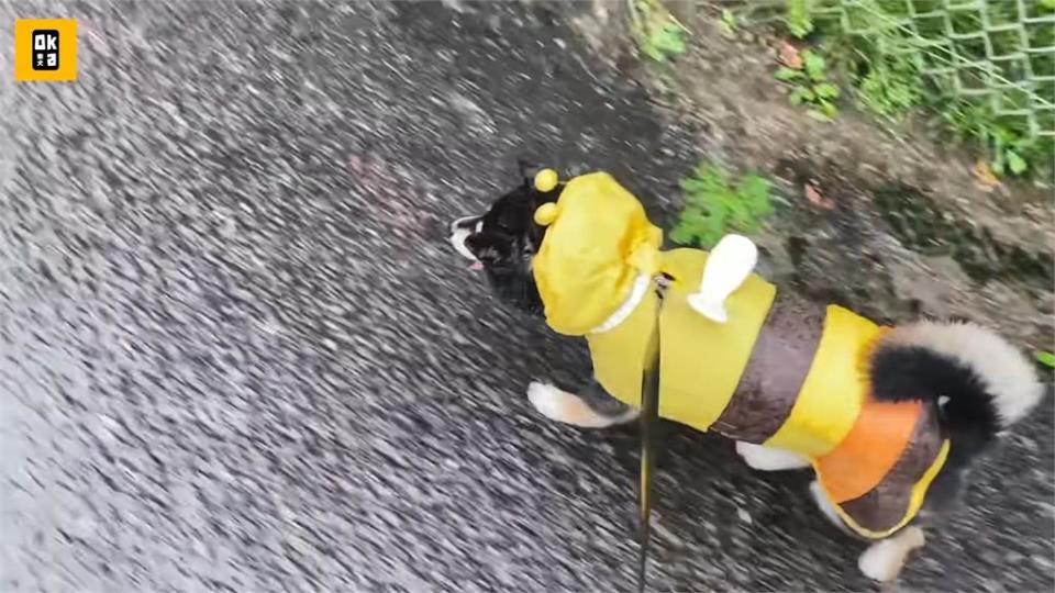 狂風暴雨也無懼！全身溼透、尾巴還滴水　萌柴堅持出門上廁所累癱爸