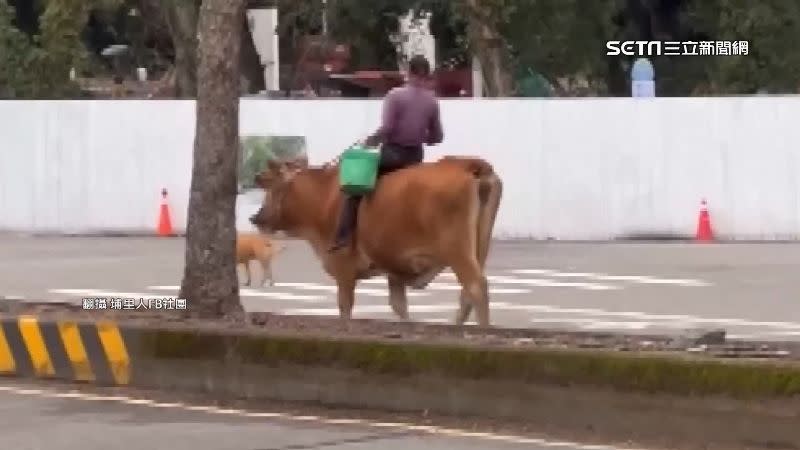 南投埔里一名70歲阿伯騎著飼養的3歲大黃牛前往鯉魚潭散步。（圖／翻攝自埔里人臉書）