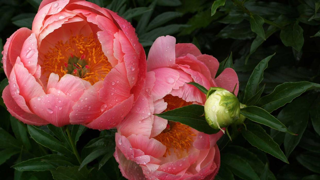  'Coral Charm' peony 