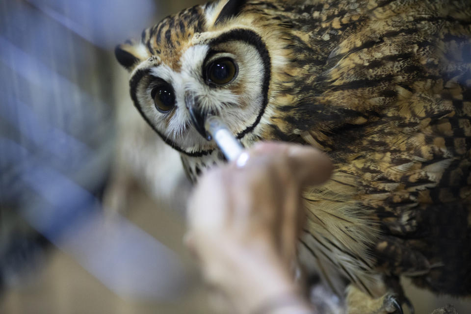 La veterinaria y ambientalista Grecia Marquís usa una jeringa para darle agua a un búho en la fundación Plumas y Colas en Libertad, en Caracas, Venezuela, el lunes 21 de septiembre de 2020. El búho, que fue encontrado hace dos meses con una lesión en el ala, está ahora recuperándose después de una cirugía. (AP Foto/Ariana Cubillos)