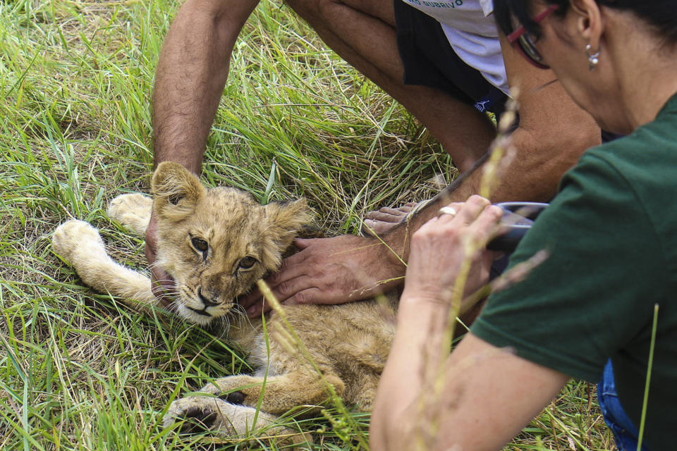 In this photo provided by www.subotica.com, a months-old lion cub is held after it was found wandering on a local road, near Subotica, Serbia, Thursday, Sept. 21, 2023. A months-old lion cub was taken to a zoo in northern Serbia on Thursday after it was seen wandering on a local road, officials and media said. The female cub, found on the outskirts of Subotica, a town near the border with Hungary, was malnourished and weak, said Sonja Mandic, from the Palic Zoo, which took in the cub. (www.subotica.com via AP)