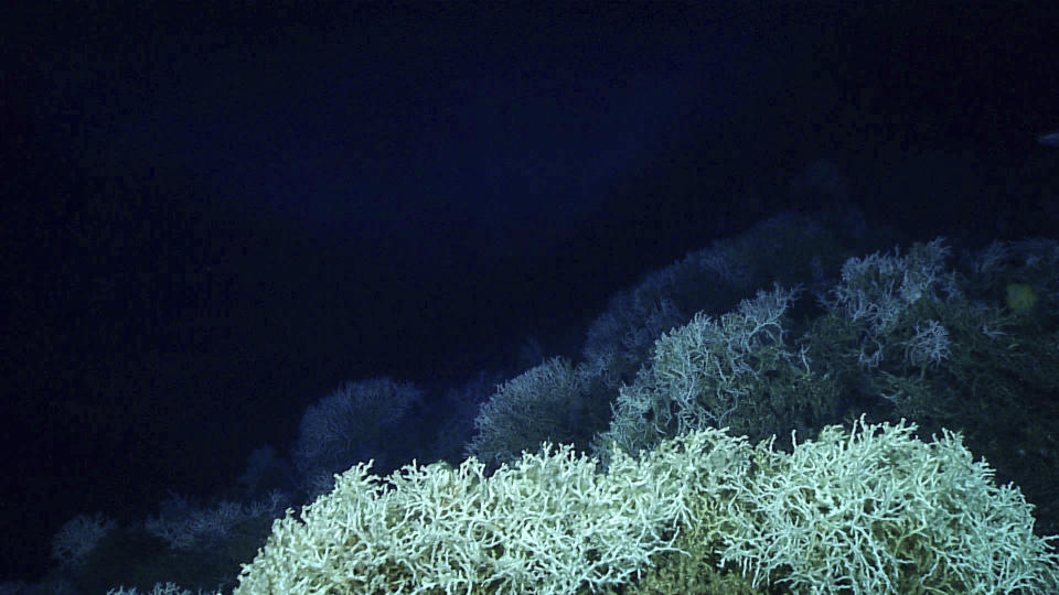 This image provided by NOAA Ocean Exploration shows large amounts of Lophelia pertusa stony coral found at the top of the crest of Richardson Ridge on the Blake Plateau off the coast of South Carolina in 2018. Rubble of this species also appeared to form the mounds found in this region. In January 2024, scientists announced they have mapped the largest coral reef deep in the ocean, stretching hundreds of miles off the U.S. coast. While researchers have known since the 1960s that some coral were present off the Atlantic coast, the reef's size remained a mystery until new underwater mapping technology made it possible to construct 3D images of the ocean floor. (NOAA Ocean Exploration via AP)