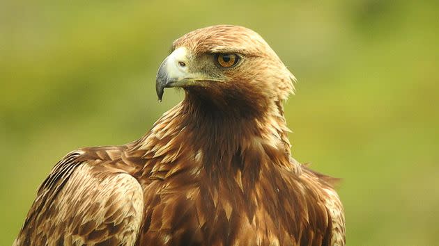 Golden Eagle