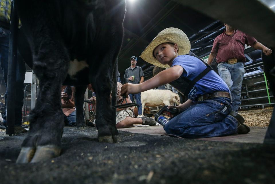 Wearing his farmer's hat, Wyatt Phillips, 10, puts some touch-up coloring on his Simmental heifer 'Wildfire' before competing on Thursday at the Kentucky State Fair. August 26, 2021