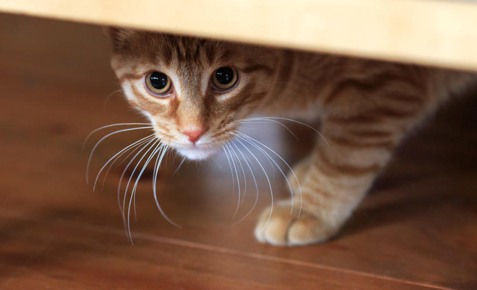 <p>Yuichiro Hirata, a 49-year-old Japanese man who has previously been accused of killing over a dozen cats with an air gun, came forward admitting to many other cases on July 15. (Illustrative photo courtesy of Shutterstock) </p>
