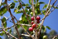 <p>Bei Kaffee handelt es sich um eine Frucht, die auf Bäumen wächst. Ein Baum kann bis zu vier Meter groß werden. Die Kaffeebohnen sind somit die Fruchtkerne der Kaffeekirsche. Bei der Ernte pflückt und trocknet man sie, um das Fruchtfleisch zu entfernen und so an die koffeinhaltige Bohne zu gelangen. Erst dann wird sie geröstet. (Bild: 2015 Getty Images/Joe Raedle)</p>