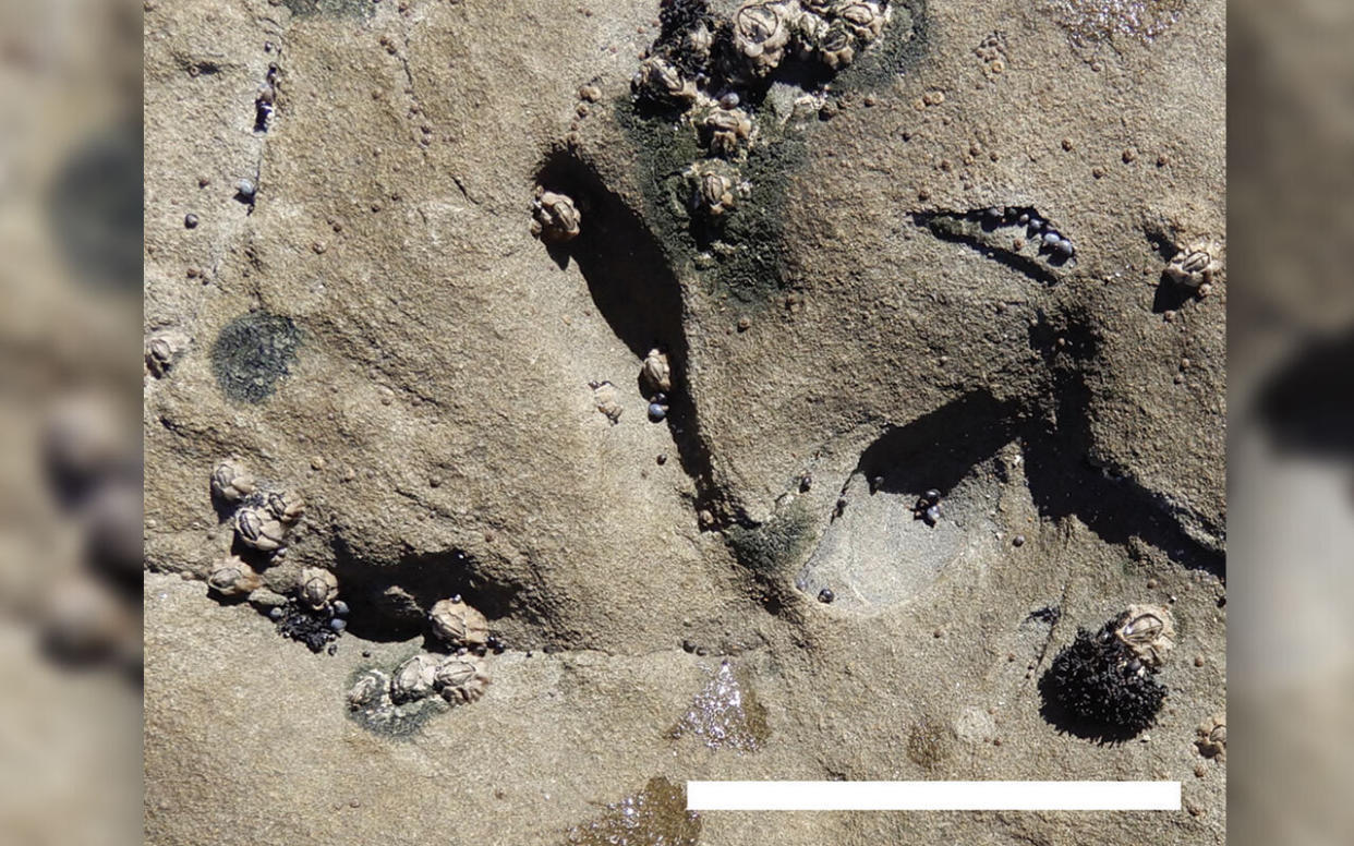  Photo of fossilised bird footprint with 3 digits. 