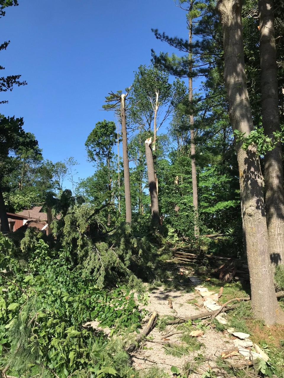 Downed trees at around 9 a.m. on June 16, 2022 in Black Creek, Wis.
